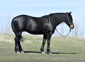 Percherón, Caballo castrado, 6 años, 157 cm, Negro