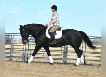 Percherón, Caballo castrado, 6 años, 157 cm, Negro