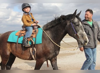 Percherón Mestizo, Caballo castrado, 6 años, 157 cm, Tordo