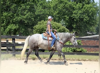 Percherón, Caballo castrado, 6 años, 160 cm, Tordo rodado