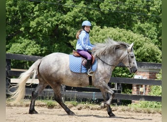 Percherón, Caballo castrado, 6 años, 160 cm, Tordo rodado