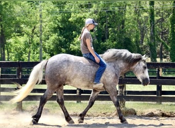 Percherón, Caballo castrado, 6 años, 160 cm, Tordo rodado