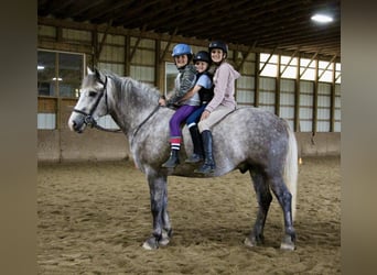 Percherón, Caballo castrado, 6 años, 160 cm, Tordo rodado