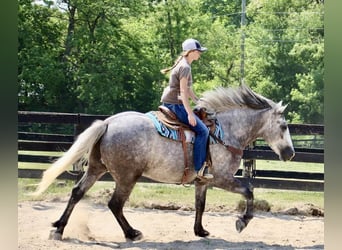 Percherón, Caballo castrado, 6 años, 160 cm, Tordo rodado