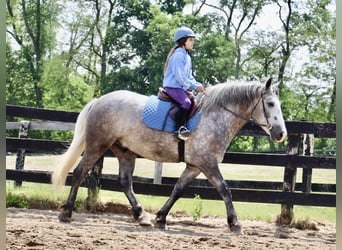 Percherón, Caballo castrado, 6 años, 160 cm, Tordo rodado