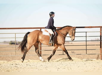 Percherón Mestizo, Caballo castrado, 6 años, 163 cm, Buckskin/Bayo