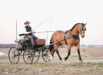 Percherón Mestizo, Caballo castrado, 6 años, 163 cm