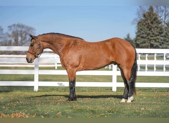 Percherón Mestizo, Caballo castrado, 6 años, 163 cm