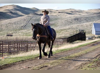 Percherón, Caballo castrado, 6 años, 163 cm, Negro