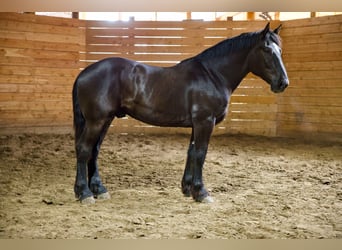 Percherón, Caballo castrado, 6 años, 163 cm, Negro