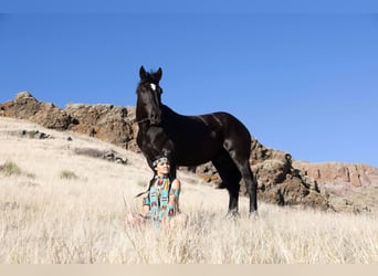 Percherón, Caballo castrado, 6 años, 163 cm, Negro