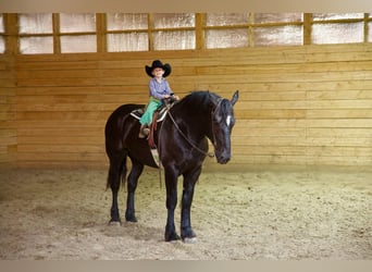 Percherón, Caballo castrado, 6 años, 163 cm, Negro