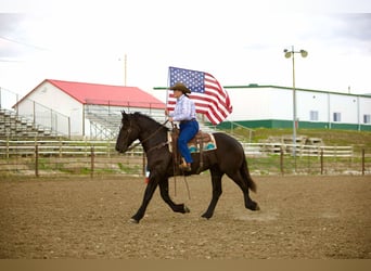 Percherón, Caballo castrado, 6 años, 163 cm, Negro