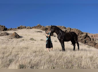 Percherón, Caballo castrado, 6 años, 163 cm, Negro
