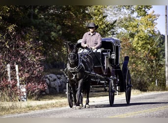 Percherón Mestizo, Caballo castrado, 6 años, 163 cm, Negro