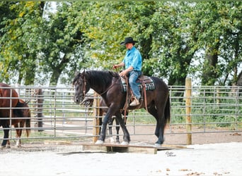 Percherón, Caballo castrado, 6 años, 163 cm, Negro