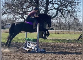 Percherón, Caballo castrado, 6 años, 163 cm, Negro