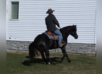 Percherón, Caballo castrado, 6 años, 163 cm, Negro