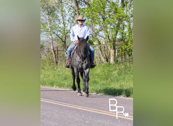Percherón, Caballo castrado, 6 años, 163 cm, Ruano azulado