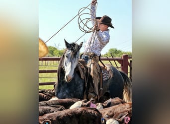 Percherón Mestizo, Caballo castrado, 6 años, 163 cm, Ruano azulado