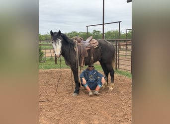 Percherón Mestizo, Caballo castrado, 6 años, 163 cm, Ruano azulado