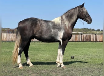 Percherón, Caballo castrado, 6 años, 163 cm, Tobiano-todas las-capas