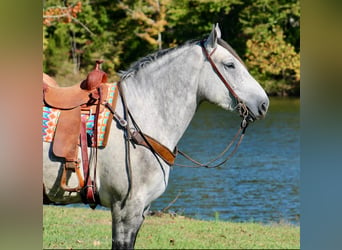 Percherón, Caballo castrado, 6 años, 163 cm, Tordo