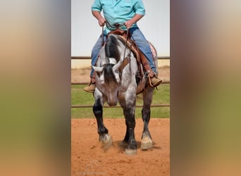 Percherón, Caballo castrado, 6 años, 163 cm, Tordo