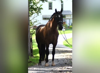 Percherón Mestizo, Caballo castrado, 6 años, 165 cm, Castaño oscuro