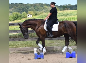 Percherón Mestizo, Caballo castrado, 6 años, 165 cm, Castaño oscuro