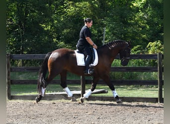 Percherón Mestizo, Caballo castrado, 6 años, 165 cm, Castaño oscuro