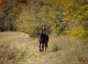 Percherón Mestizo, Caballo castrado, 6 años, 165 cm, Negro