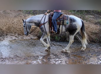 Percherón, Caballo castrado, 6 años, 165 cm, Tordo