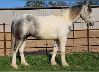 Percherón, Caballo castrado, 6 años, 165 cm, Tordo