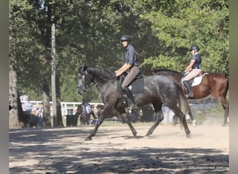 Percherón, Caballo castrado, 6 años, 165 cm, Tordo