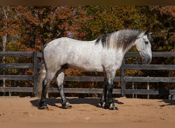 Percherón Mestizo, Caballo castrado, 6 años, 168 cm