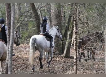 Percherón Mestizo, Caballo castrado, 6 años, 168 cm