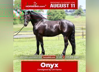 Percherón Mestizo, Caballo castrado, 6 años, 168 cm, Negro
