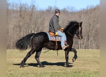 Percherón, Caballo castrado, 6 años, 168 cm, Negro