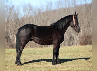 Percherón, Caballo castrado, 6 años, 168 cm, Negro