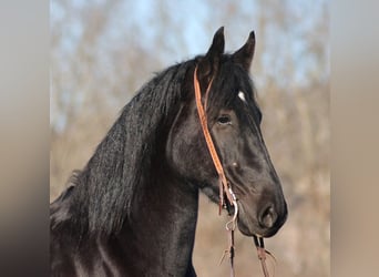 Percherón, Caballo castrado, 6 años, 168 cm, Negro