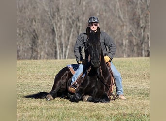 Percherón, Caballo castrado, 6 años, 168 cm, Negro