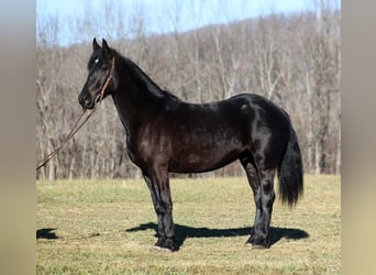 Percherón, Caballo castrado, 6 años, 168 cm, Negro