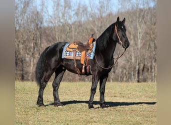 Percherón, Caballo castrado, 6 años, 168 cm, Negro