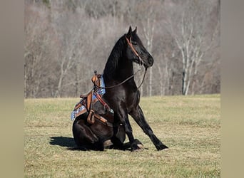 Percherón, Caballo castrado, 6 años, 168 cm, Negro