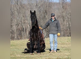 Percherón, Caballo castrado, 6 años, 168 cm, Negro