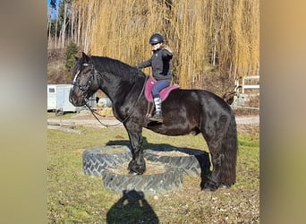 Percherón, Caballo castrado, 6 años, 169 cm, Negro