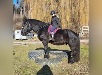 Percherón, Caballo castrado, 6 años, 169 cm, Negro