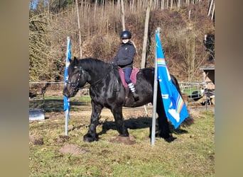 Percherón, Caballo castrado, 6 años, 169 cm, Negro