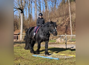 Percherón, Caballo castrado, 6 años, 169 cm, Negro